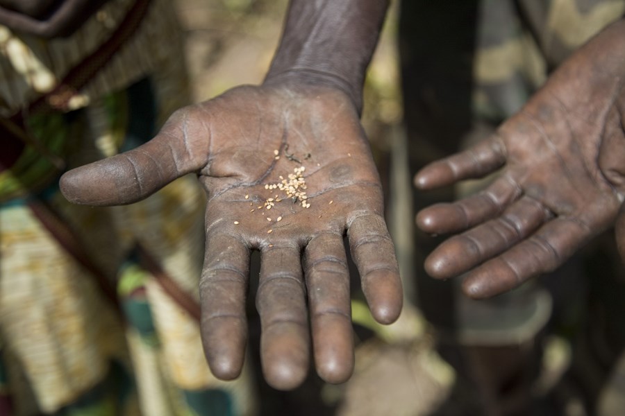 Bristen på regn har slagit ut stora delar av skörden.     Bild: Caritas Internationalis