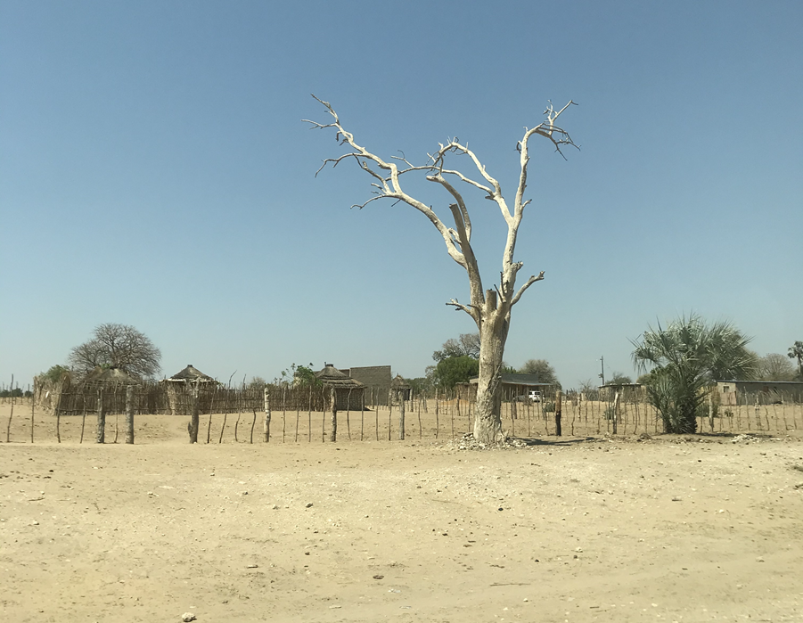 Uteblivna regn har i år drabbat Namibia särskilt hårt.          Bild: Nesha Francic/ CRS