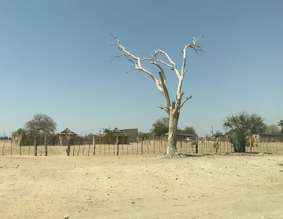 Uteblivna regn har i år drabbat Namibia särskilt hårt. Bild: Nesha Francic/ CRS