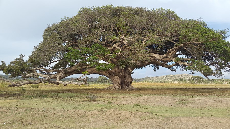 Den stora sykomoren nära staden Segheneyti är en nationalsymbol i Eritrea. Bild: CAFOD