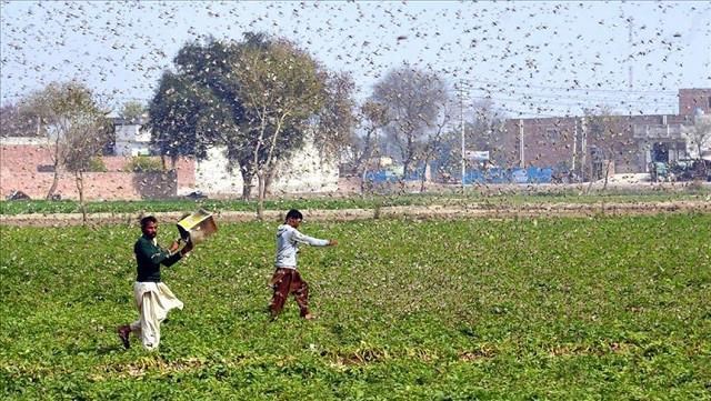 Jordbrukare försöker jaga bort gräshoppor från sin åker.  Bild: Tribune Newspaper